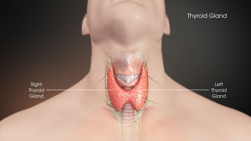 TUYẾN CẬN GIÁP